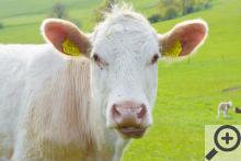 Nejfotegenitější kráva v katastru Police nad Metují, kráva č. 278 645