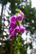 Něco z brdské fauny