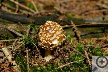 Něco z brdské fauny