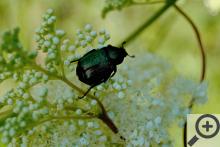 Něco z brdské fauny