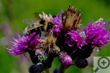 Něco z brdské fauny