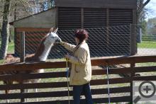 Lama v minizoo Amerika