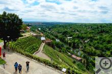 Rajské vinice se nacházejí přímo v centru města, uprostřed fotky vidíte degustační altán