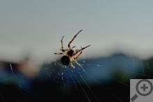 Osminohý obyvatel Písku s velkými kusadly není tak nebezpečný, jak by se mohlo z obrázku zdát