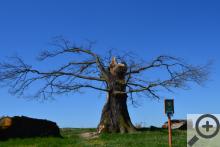 Památný strom, který přežil stovky let, ale už ne poslední bouřku