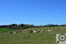 Okolí FL je plné pastvin