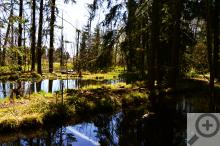 Krásná místa jsou i v bezprostředním okolí rybníků
