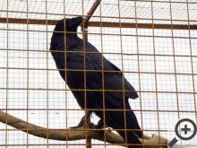 Největší krkavec, jakého jsem v životě viděl Největší krkavec, jakého jsem v životě viděl